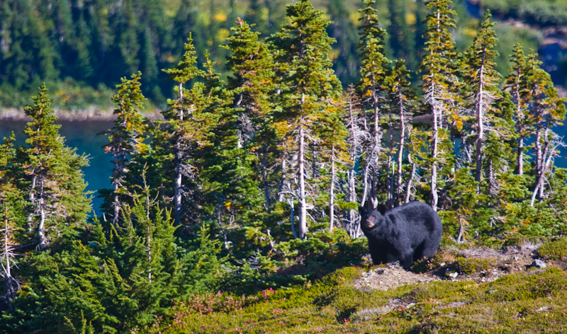 Black Bear In Alpine Meadow